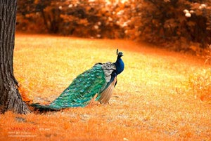 华夏幸福大获全胜，教练组欣喜若狂